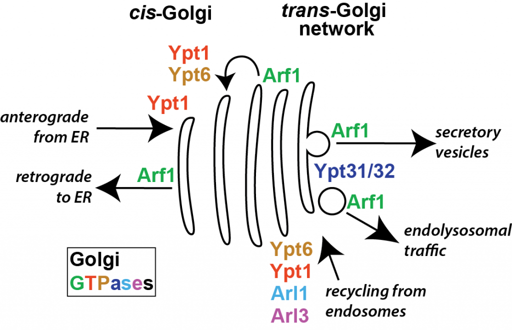 August 2015 Golgi_intro_GTPases_A